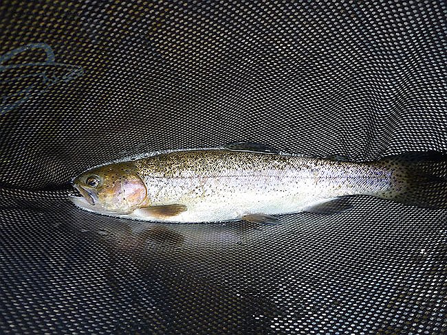 Cross Fork Trout1.JPG